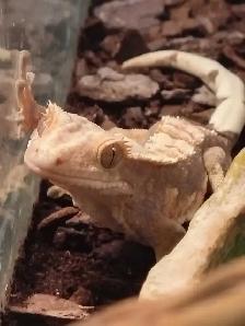 baby crested geckos
