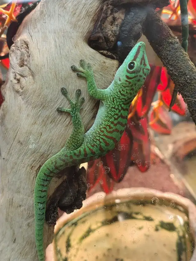giant day gecko