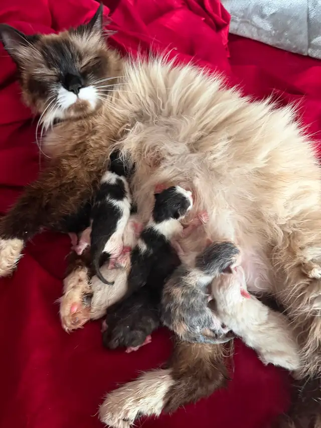New born kittens ! Reserve one ahed time ! Ready for New Home