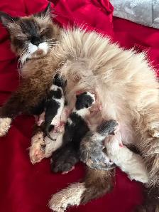 New born kittens ! Reserve one ahed time ! Ready for New Home