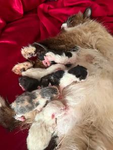 New born kittens ! Reserve one ahed time ! Ready for New Home - Photo 2