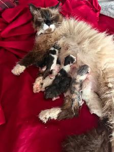 New born kittens ! Reserve one ahed time ! Ready for New Home - Photo 3
