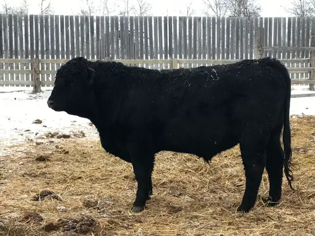 Black and red angus bulls for sale.