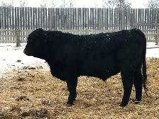 Black and red angus bulls for sale.