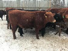 Black and red angus bulls for sale. - Photo 2