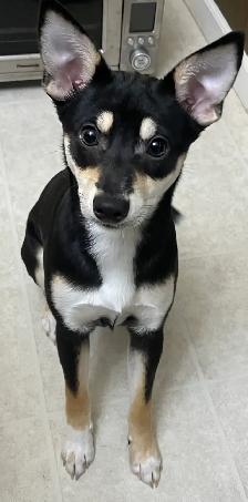 Female puppy (9 months)