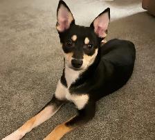 Female puppy (9 months) - Photo 2