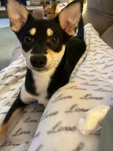 Female puppy (9 months) - Photo 3