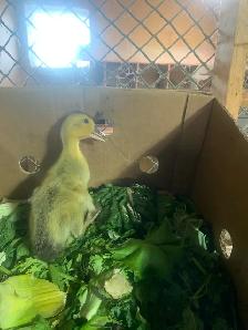 Ducklings available - Photo 2