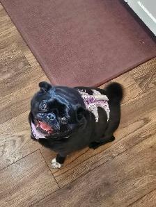 6 year old female pug to rehome