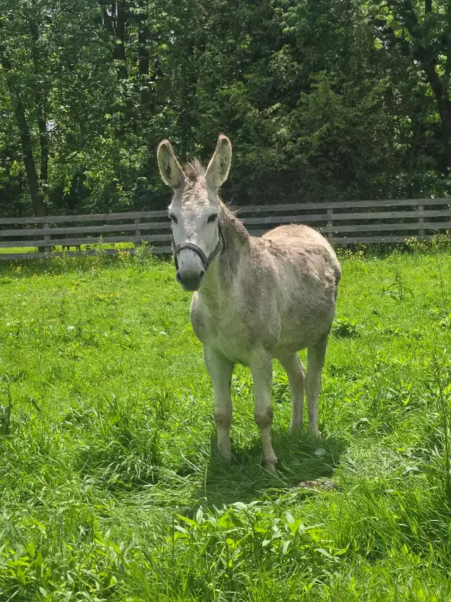 5 year old Jack Donkey