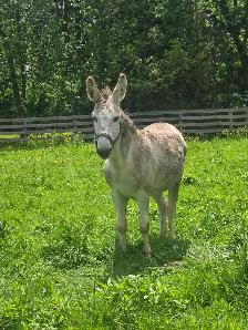 5 year old Jack Donkey