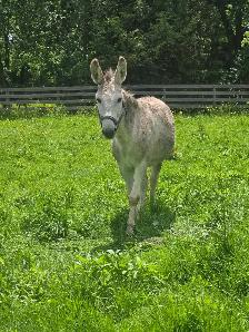 5 year old Jack Donkey - Photo 2