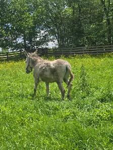 5 year old Jack Donkey - Photo 3