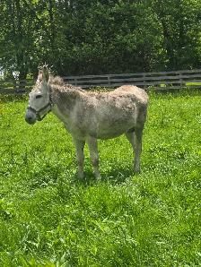 5 year old Jack Donkey - Photo 4