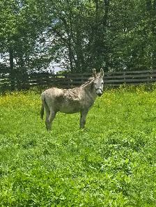 5 year old Jack Donkey - Photo 5