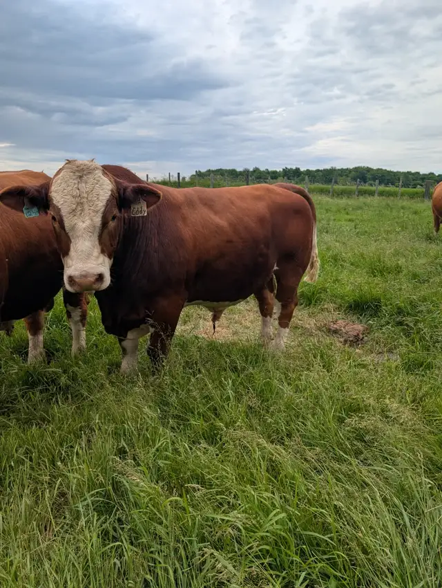 Simmental Fleckvieh bull
