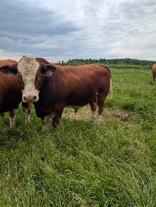 Simmental Fleckvieh bull