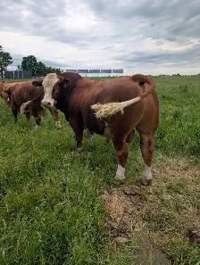 Simmental Fleckvieh bull - Photo 2