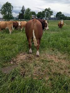 Simmental Fleckvieh bull - Photo 3
