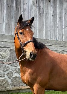 Lovely Bay Thoroughbred Gelding