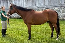 Lovely Bay Thoroughbred Gelding - Photo 2