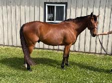 Lovely Bay Thoroughbred Gelding - Photo 3