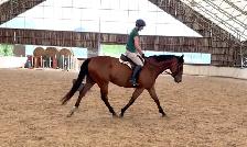 Lovely Bay Thoroughbred Gelding - Photo 4