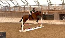 Lovely Bay Thoroughbred Gelding - Photo 5