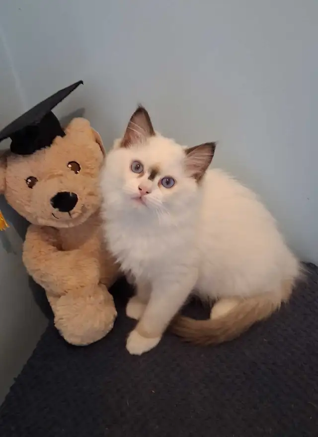 2 Purebred Ragdoll Kittens
