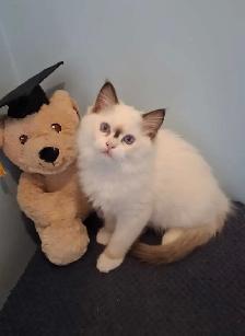 2 Purebred Ragdoll Kittens