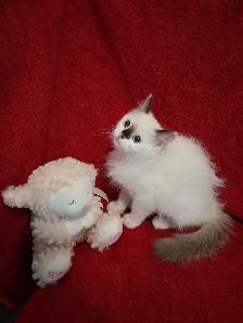 2 Purebred Ragdoll Kittens - Photo 2