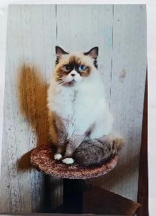 2 Purebred Ragdoll Kittens - Photo 3