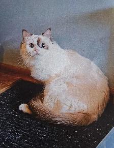 2 Purebred Ragdoll Kittens - Photo 4