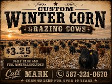 Winter Corn Grazing