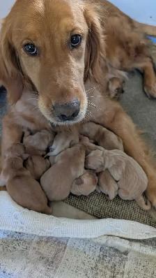 Gorgeous Folden Retriever Pups!