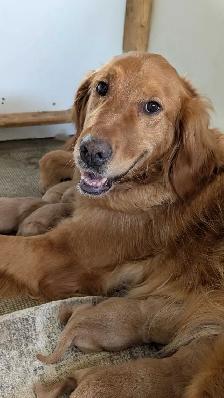 Gorgeous Folden Retriever Pups! - Photo 2