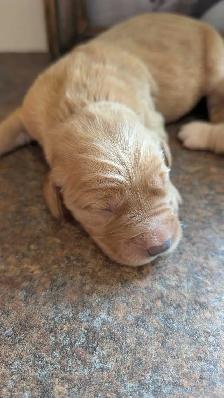 Gorgeous Folden Retriever Pups! - Photo 3