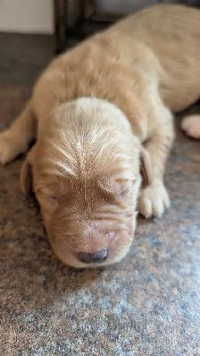 Gorgeous Folden Retriever Pups! - Photo 4