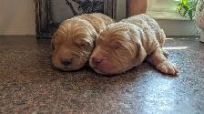 Gorgeous Folden Retriever Pups! - Photo 5