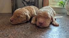 Gorgeous Folden Retriever Pups! - Photo 6