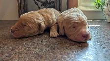 Gorgeous Folden Retriever Pups! - Photo 7