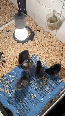 mini chicken coop - Photo 3