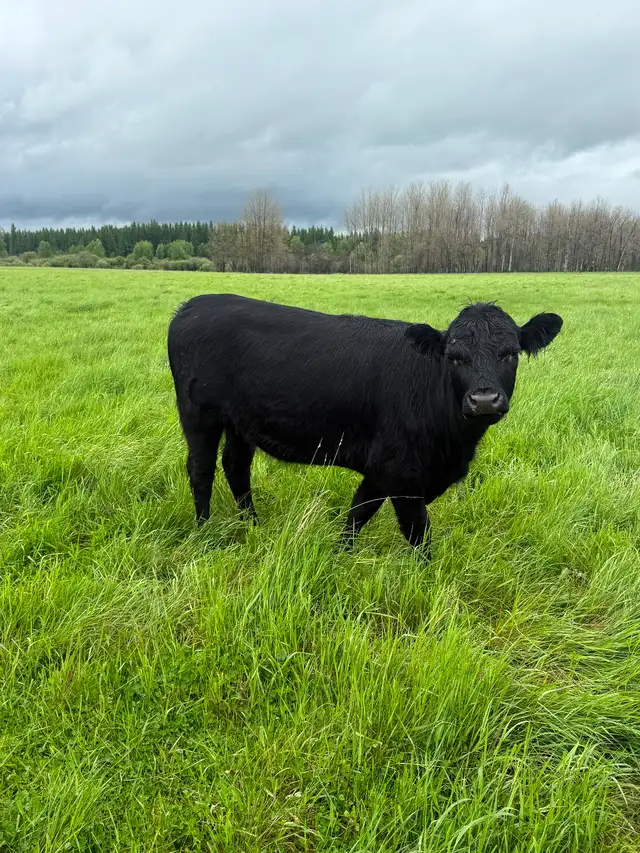 3 Highland X heifers