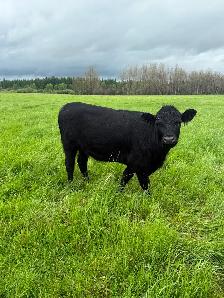 3 Highland X heifers