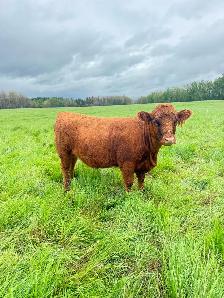 3 Highland X heifers - Photo 2