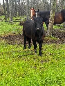 3 Highland X heifers - Photo 3