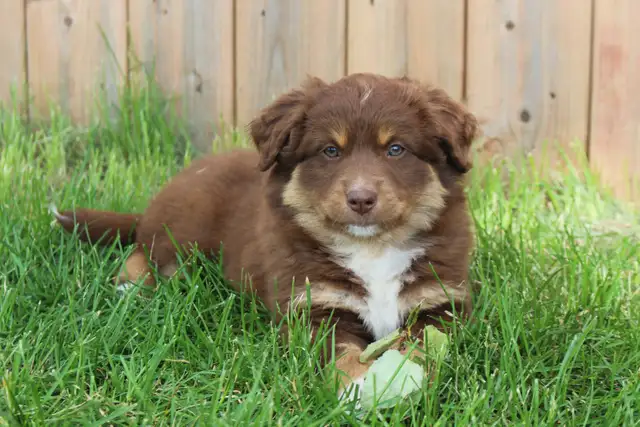 Australian Shepherd Puppies