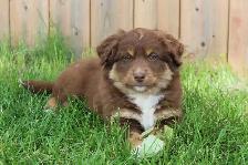 Australian Shepherd Puppies