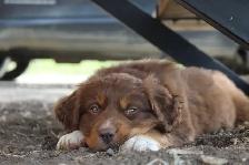 Australian Shepherd Puppies - Photo 2